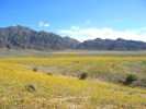 PICTURES/Death Valley - Wildflowers/t_Death Valley - Fields of Flowers3.JPG